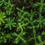 Descubren forma de atacar el cáncer pancreático sin dañar al cuerpo Foto: Un dulce aliado contra el cáncer /cortesía