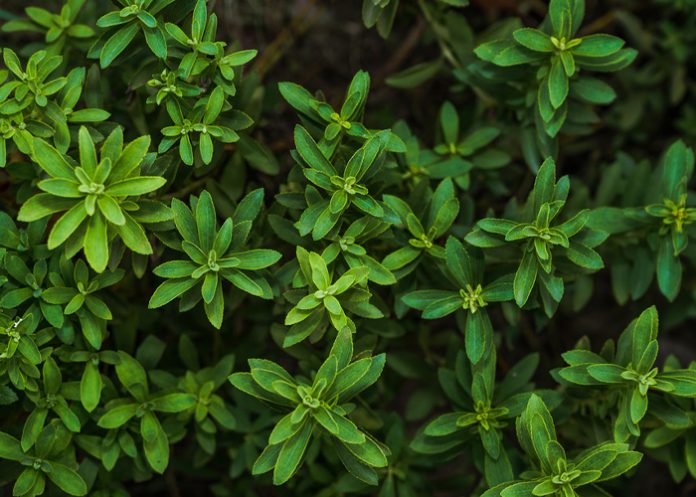 Foto: Un dulce aliado contra el cáncer /cortesía