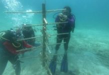 BICU forma biólogos marinos comprometidos con la protección del Caribe Sur