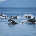 Orcas en el Estrecho: incidencia creciente de “ataques” a veleros en Europa