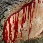 Terror en Siuna: hallan a hombre atado a un tronco y con señales de brutal tortura Foto: Atado, herido y sin vida: escalofriante hallazgo en Siuna /TN8