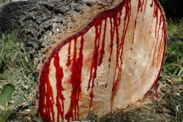 Foto: Atado, herido y sin vida: escalofriante hallazgo en Siuna /TN8 Foto: Atado, herido y sin vida: escalofriante hallazgo en Siuna /TN8