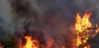 Foto: Hectáreas quemadas en Grecia en un incendio forestal /Cortesía