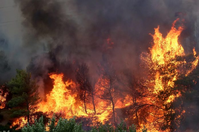 Foto: Hectáreas quemadas en Grecia en un incendio forestal /Cortesía