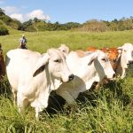 RT en Español resalta el logro de Nicaragua en exportación de ganado Foto: RT resalta el modelo exitoso de Nicaragua en el sector ganadero /Cortesía