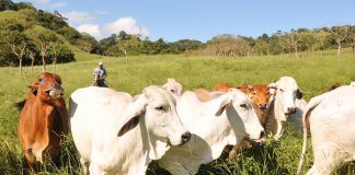 Foto: RT resalta el modelo exitoso de Nicaragua en el sector ganadero /Cortesía