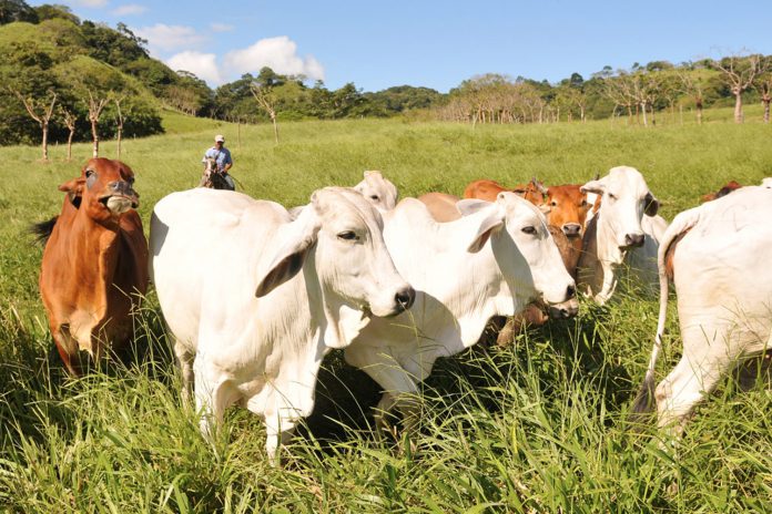 Foto: RT resalta el modelo exitoso de Nicaragua en el sector ganadero /Cortesía