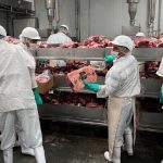 Nicaragua produce 197 millones de libras de carne bovina Foto: Exportación de carne bovina crece con apoyo gubernamental/Cortesía