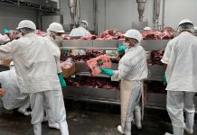 Foto: Exportación de carne bovina crece con apoyo gubernamental/Cortesía