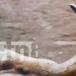 El «Comisario» cobra una vida más en la barrera de La Sierrita Foto: El "Comisario" cobra un vida más en la barrera de La Sierrita/TN8