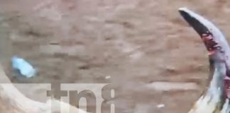 Foto: El "Comisario" cobra un vida más en la barrera de La Sierrita/TN8