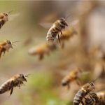 Abejas asesinas atacan trabajadores en techo de Arizona Foto: Abejas territorialmente agresivas causan tragedia /Cortesía