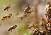 Abejas asesinas atacan trabajadores en techo de Arizona Foto: Abejas territorialmente agresivas causan tragedia /Cortesía