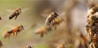 Foto: Abejas territorialmente agresivas causan tragedia /Cortesía