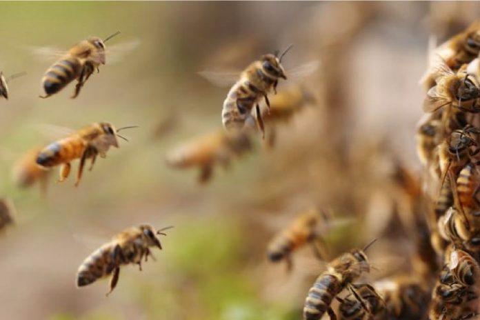 Foto: Abejas territorialmente agresivas causan tragedia /Cortesía