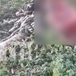 Impactante hallazgo en Tisma: destazan a cuatro caballos de carrera Foto: Macabro hallazgo en Tisma/TN8