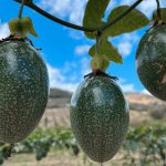 Calala impulsa seguridad alimentaria y desarrollo rural sostenible