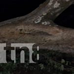 Carazo: bomberos atienden emergencia por árbol Caído en San Marcos FOTO: Rama gigante destruye techo de casa en barrio Concepción de María/TN8