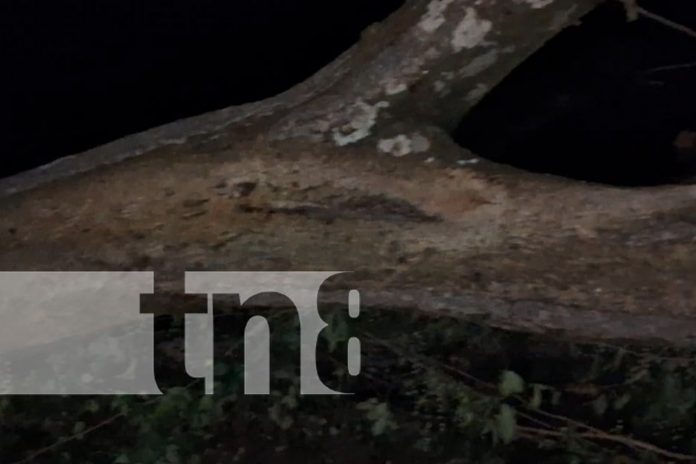 FOTO: Rama gigante destruye techo de casa en barrio Concepción de María/TN8 FOTO: Rama gigante destruye techo de casa en barrio Concepción de María/TN8