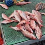 Realizan patrullaje marino-costero para promover pesca sostenible en Rivas