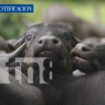 ¡Búfalos, café orgánico y turismo verde transforman la economía local en Río San Juan! Foto: ¡Búfalos, café orgánico y turismo verde transforman la economía local en Río San Juan!/TN8