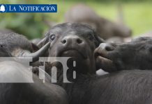 ¡Búfalos, café orgánico y turismo verde transforman la economía local en Río San Juan! Foto: ¡Búfalos, café orgánico y turismo verde transforman la economía local en Río San Juan!/TN8