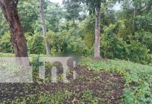 Misterio en Matagalpa: desaparece tras noche de tragos y lo hallan sin vida Foto: Misterio en Matagalpa: desaparece tras noche de tragos y lo hallan sin vida/TN8