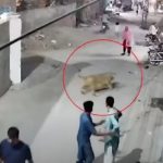 Una mujer y sus dos niños fueron atacados por un león en Pakistán (VIDEO) Foto: León ataca a una mujer y dos niños en Pakistán /Cortesía