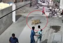 Una mujer y sus dos niños fueron atacados por un león en Pakistán (VIDEO) Foto: León ataca a una mujer y dos niños en Pakistán /Cortesía