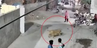 Foto: León ataca a una mujer y dos niños en Pakistán /Cortesía