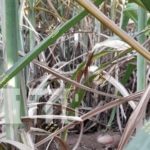 Prisión preventiva: Tíos y un cómplice violaron y golpearon hasta matar a su sobrina en Chichigalpa Foto: Prisión preventiva para tíos por crimen de violación en Chichigalpa, Chinandega / TN8