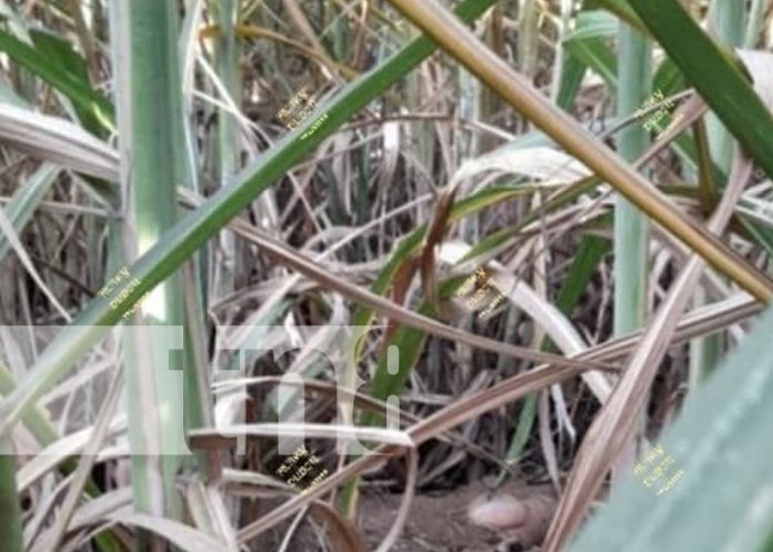 Foto: Prisión preventiva para tíos por crimen de violación en Chichigalpa, Chinandega / TN8 Foto: Prisión preventiva para tíos por crimen de violación en Chichigalpa, Chinandega / TN8