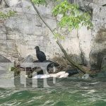 Foto: Hallan cuerpo de un hombre en la Laguna de Xiloá / TN8