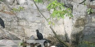 Foto: Hallan cuerpo de un hombre en la Laguna de Xiloá / TN8