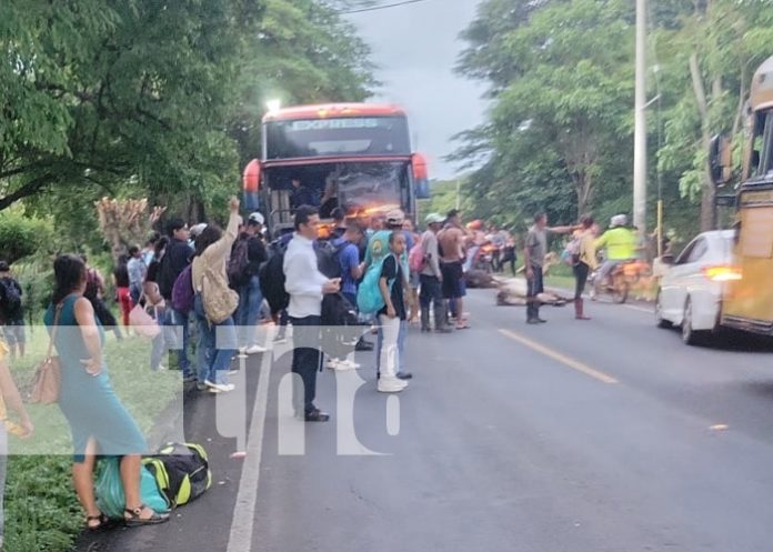 Foto: Accidente de bus con unas vacas en Belén, Rivas / TN8