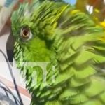 ¡Ah que Lupita! La lora que canta «El Gallo Ennavajado» en este 46/19 (VIDEO) Foto: La lora Lupita canta a la Revolución / TN8