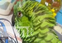 Foto: La lora Lupita canta a la Revolución / TN8