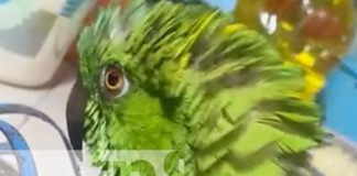 Foto: La lora Lupita canta a la Revolución / TN8
