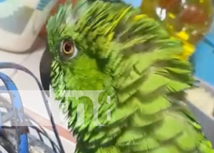 Foto: La lora Lupita canta a la Revolución / TN8 Foto: La lora Lupita canta a la Revolución / TN8