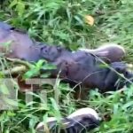 Otro hecho violento sacude a La Dalia, Matagalpa: hombre es hallado muerto en una finca Foto: Hombre muerto en una finca de La Dalia, Matagalpa / TN8