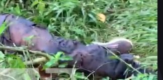 Foto: Hombre muerto en una finca de La Dalia, Matagalpa / TN8