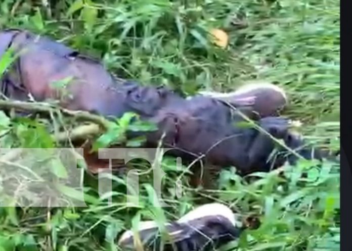 Foto: Hombre muerto en una finca de La Dalia, Matagalpa / TN8 Foto: Hombre muerto en una finca de La Dalia, Matagalpa / TN8