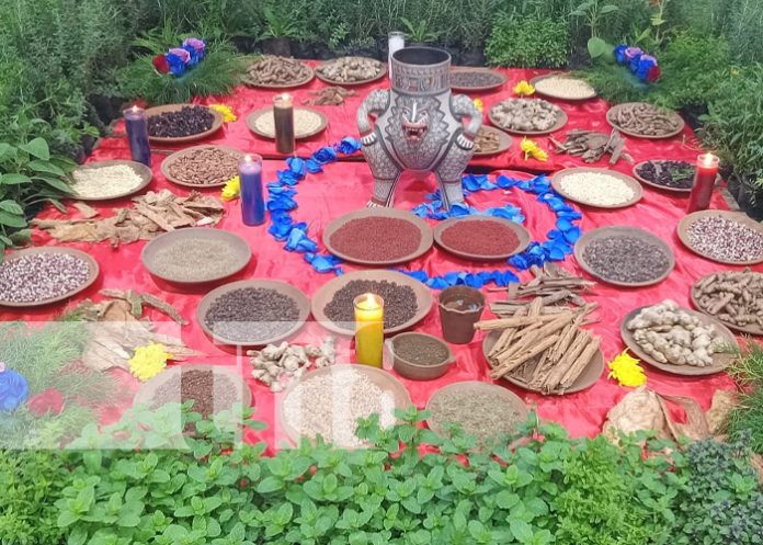 Foto: Congreso de medicina natural de Nicaragua / TN8 Foto: Congreso de medicina natural de Nicaragua / TN8