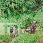 Golpe contundente: Ejército incautó e incineró 1,350 plantas de marihuana en Jinotega Foto: Golpe contundente: Ejército incautó e incineró 1,350 plantas de marihuana en Jinotega /TN8