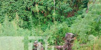 Foto: Golpe contundente: Ejército incautó e incineró 1,350 plantas de marihuana en Jinotega /TN8