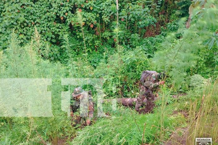 Foto: Golpe contundente: Ejército incautó e incineró 1,350 plantas de marihuana en Jinotega /TN8 Foto: Golpe contundente: Ejército incautó e incineró 1,350 plantas de marihuana en Jinotega /TN8