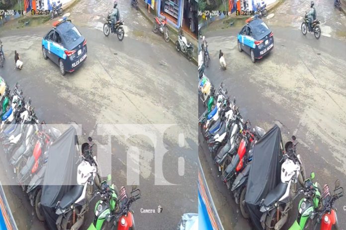 Foto: Animalada extrema en La Dalia /TN8 Foto: Animalada extrema en La Dalia /TN8