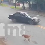 Siguen las imprudencias en Managua: Por ir como animal casi provoca una desgracia Foto: Motociclista es catapultado en Managua /TN8