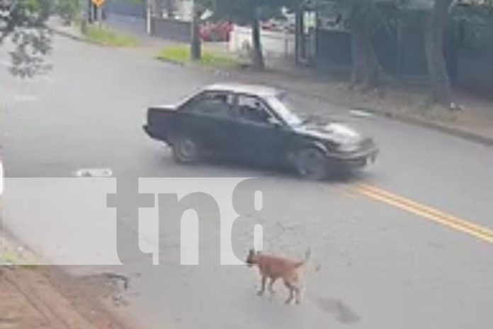 Foto: Motociclista es catapultado en Managua /TN8