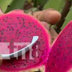 La fruta del dragón brilla en Nicaragua: Alta distribución de pitahayas de calidad Foto: Cosecha de pitahayas en Ticuantepe / TN8